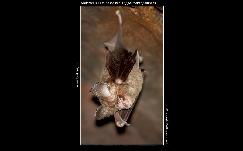 Andersen_s-Leaf-nosed-bat-Hipposideros-pomona-sample.jpg