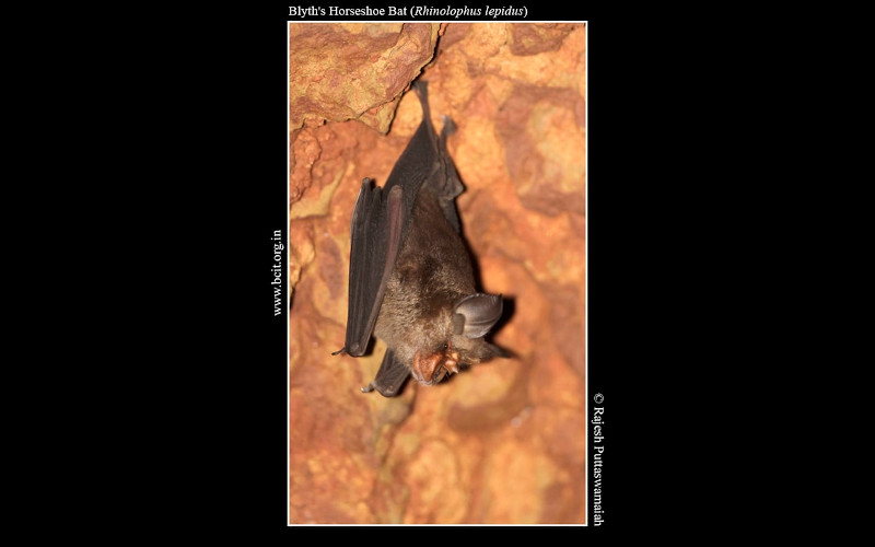 Blyth_s-Horseshoe-Bat-Rhinolophus-lepidus-Barapede.jpg Blyth_s-Horseshoe-Bat-Rhinolophus-lepidus-Barapede.jpg