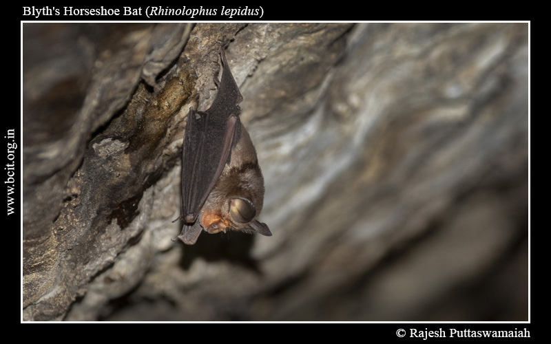 Blyth_s-horseshoe-bat-Rhinolophus-lepidus-1.jpg