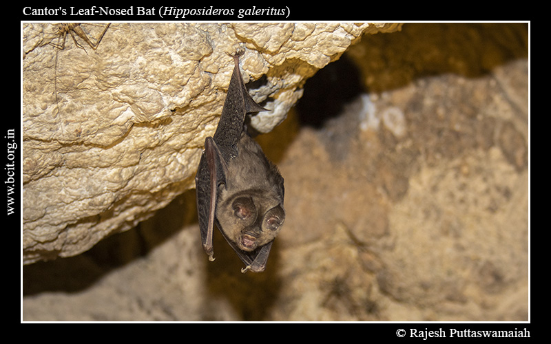 Cantor_s-Leaf-Nosed-Bat-Hipposideros-galeritus-6-2.jpg