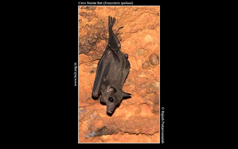 Cave-Nectar-Bat-Eonycteris-spelaea.jpg