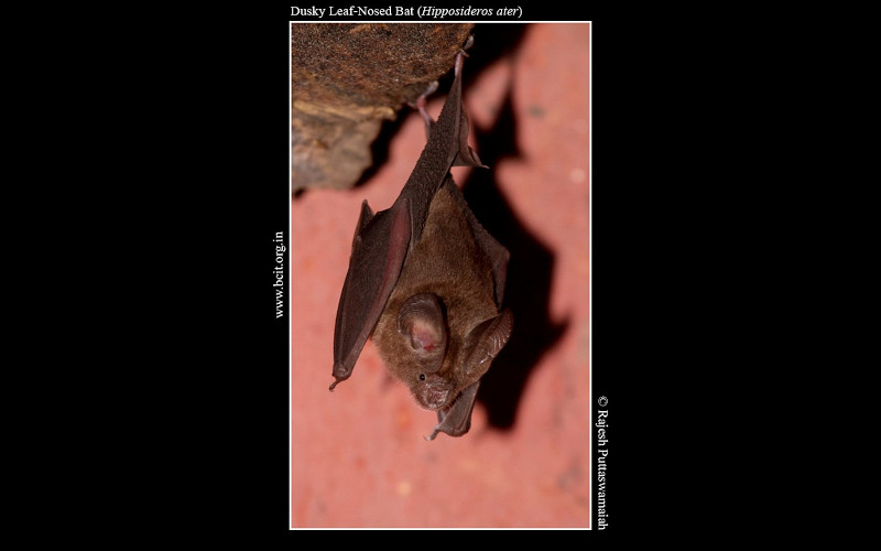Dusky-leaf-nosed-bat-Hipposideros-ater.jpg