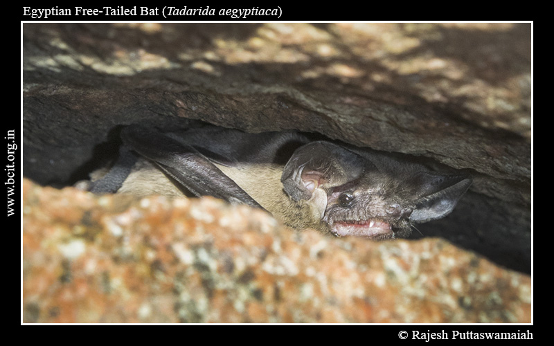 Egyptian-free-tailed-bat-Tadarida-aegyptiaca-3.jpg