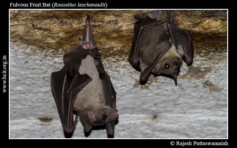Fulvous-Fruit-Bat-Rousettus-leschenaulti-06-1.jpg