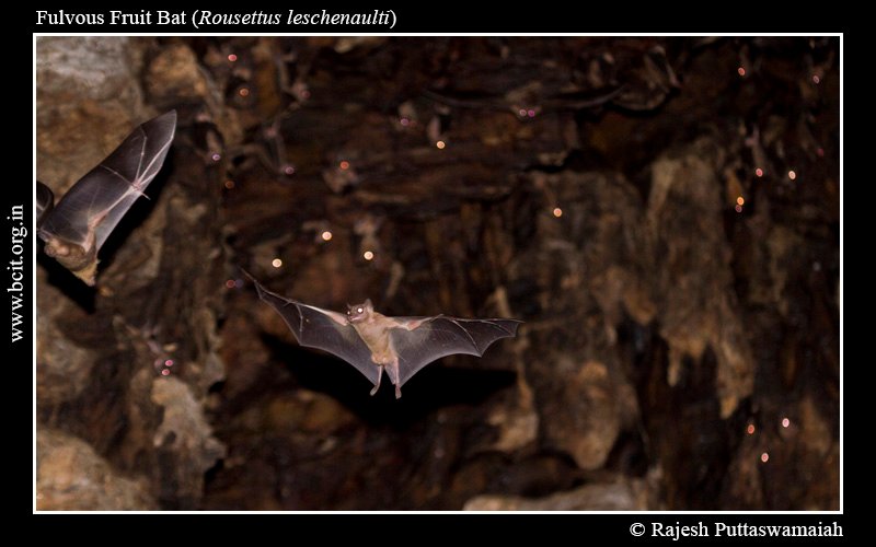 Fulvous-Fruit-Bat-Rousettus-leschenaulti-Bhimgad-1.jpg