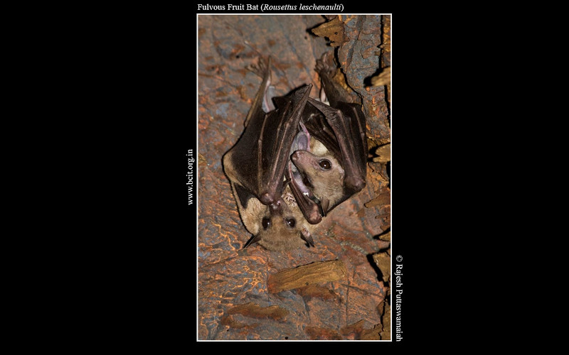 Fulvous-Fruit-Bat-Rousettus-leschenaulti.jpg