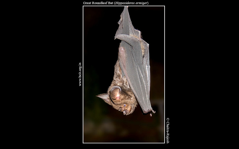 Great-roundleaf-bat-Hipposideros-armiger.jpg