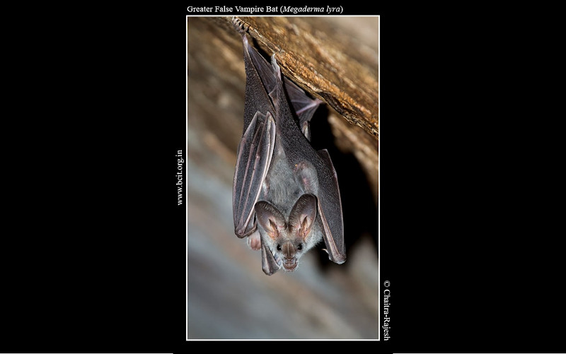 Greater-False-Vampire-Bat-Megaderma-lyra-FrontProfile.jpg Greater-False-Vampire-Bat-Megaderma-lyra-FrontProfile.jpg