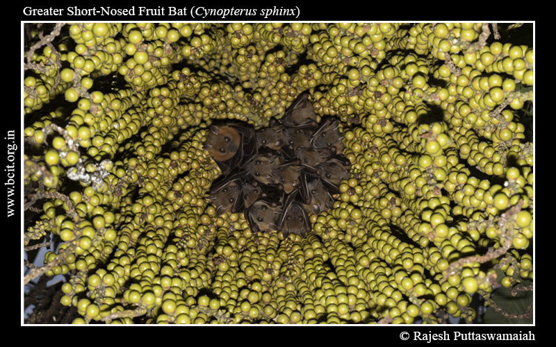 Greater-Short-Nosed-Fruit-Bat-Cynopterus-sphinx-Harem-1.jpg