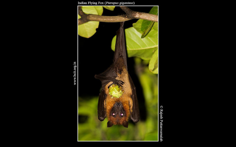 Indian-Flying-Fox-Pteropus-giganteus-male-eatig.jpg Indian-Flying-Fox-Pteropus-giganteus-male-eatig.jpg