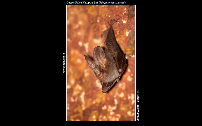 Lesser-False-Vampire-Bat-Megaderma-spasma-Barapede.jpg