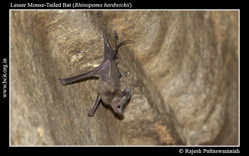 Lesser-Mouse-Tailed-Bat-Rhinopoma-hardwickii-Hampi-2-1.jpg