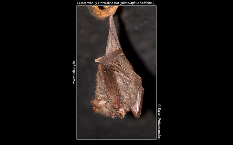 Lesser-Woolly-Horseshoe-Bat-Rhinolophus-beddomei-Kachkallappa-betta.jpg Lesser-Woolly-Horseshoe-Bat-Rhinolophus-beddomei-Kachkallappa-betta.jpg
