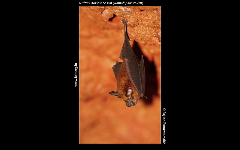 Rufous-Horseshoe-Bat-Rhinolophus-rouxii-Kamalashile.jpg
