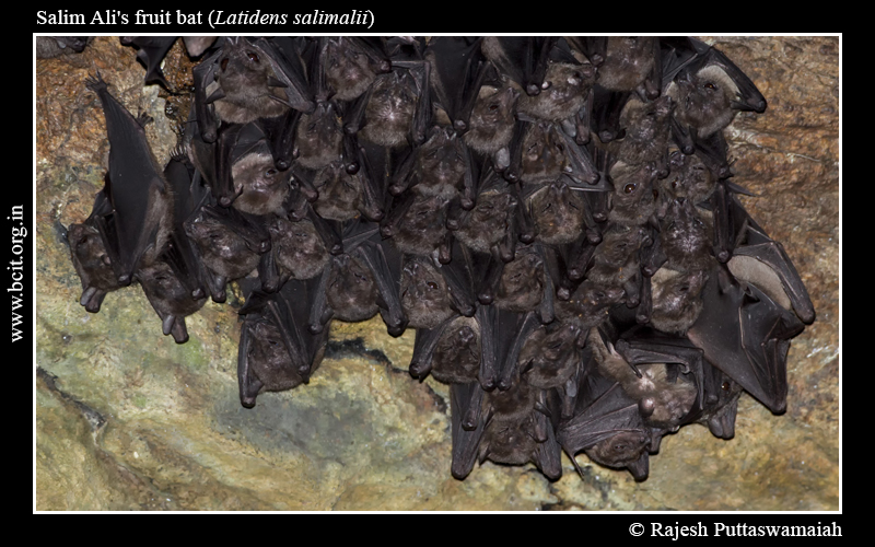Salim-Ali_s-fruit-bat-Latidens-salimalii-07-1.jpg