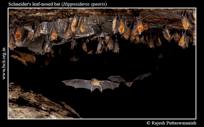 Schneider_s-Leaf-nosed-bat-Hipposideros-speoris-Group-2-1.jpg Schneider_s-Leaf-nosed-bat-Hipposideros-speoris-Group-2-1.jpg
