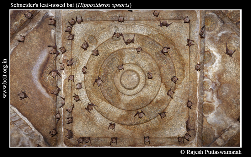 Schneider_s-Leaf-nosed-bat-Hipposideros-speoris-Group-3-1.jpg
