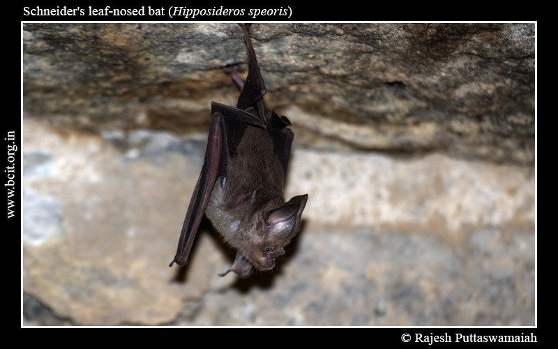 Schneider_s-Roundleaf-Bat-Hipposideros-speoris-Hampi-1.jpg
