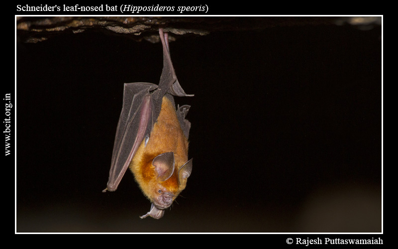 Schneider_s-leaf-nosed-bat-Hipposideros-speoris-Hunnigere-1.jpg