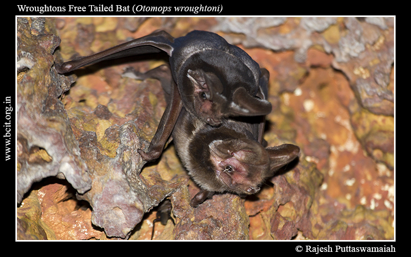 Wroughtons-Free-Tailed-Bat-2.jpg