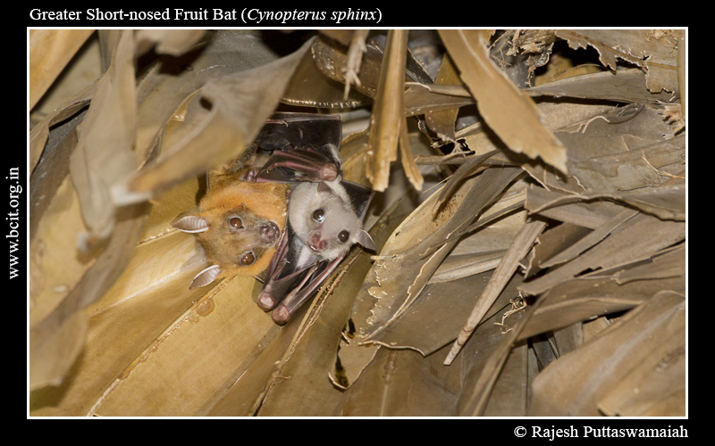 greater-short-nosed-fruit-bat-Cynopterus-sphinx-Mother-_-Pup-2-2.jpg greater-short-nosed-fruit-bat-Cynopterus-sphinx-Mother-_-Pup-2-2.jpg