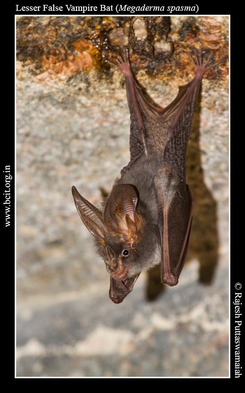 Lesser Vampire Photo Gallery – Bat Conservation India Trust